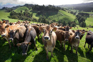 NZ Dairy Cows