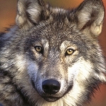 How wolves changed the rivers