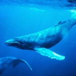 How whales change climate