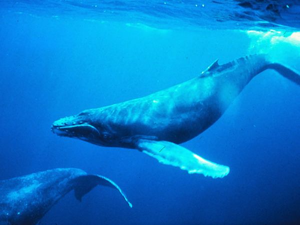 How whales change climate