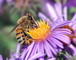 A European honey bee (Apis mellifera) extracts...