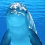 Are dolphins “people”?
