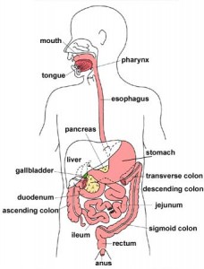 Human digestive tract